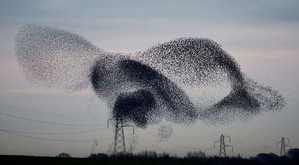 Amazing flights of a flock of rooks - Rook, Flight, Murmuratsiya, Video, Longpost