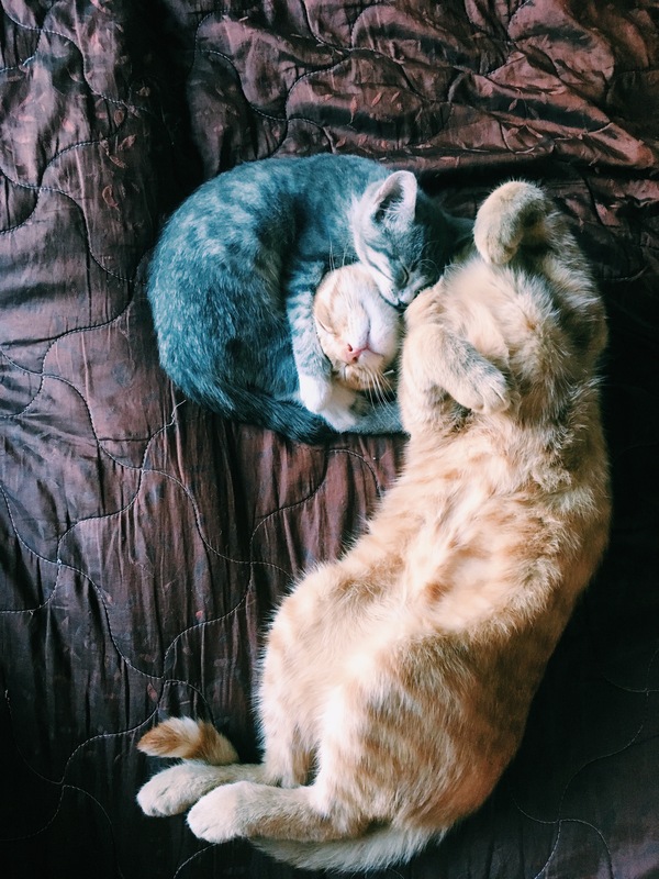 "Животные не умеют любить" говорили они Кот, Кошки и котята