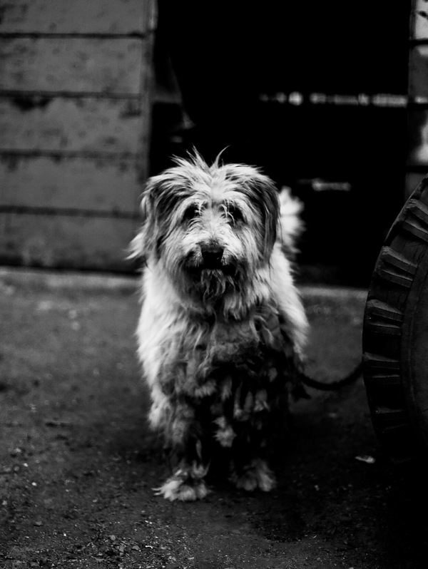 The dog is biting ... or sad - Dog, The photo, Village, Sadness, My