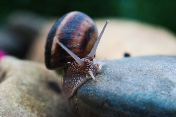 Snail - My, The photo, Snail, Fujiyama, Boris Grebenshchikov, My