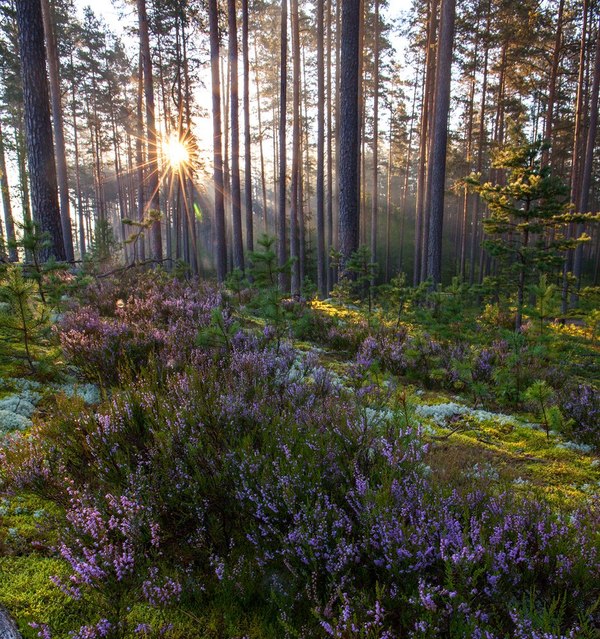 Leningrad region - Leningrad region, Russia, Forest, The photo, Nature, Landscape, Reserves and sanctuaries, The sun, Longpost