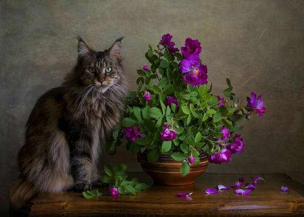What? I'm nothing! - cat, Flowers, Flower, The photo, Photogenic, Hooliganism