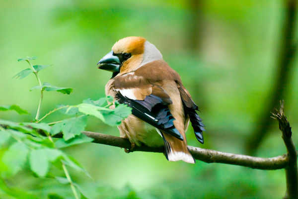 Dubonos - My, Birds, Dubonos, The photo, Bird watching