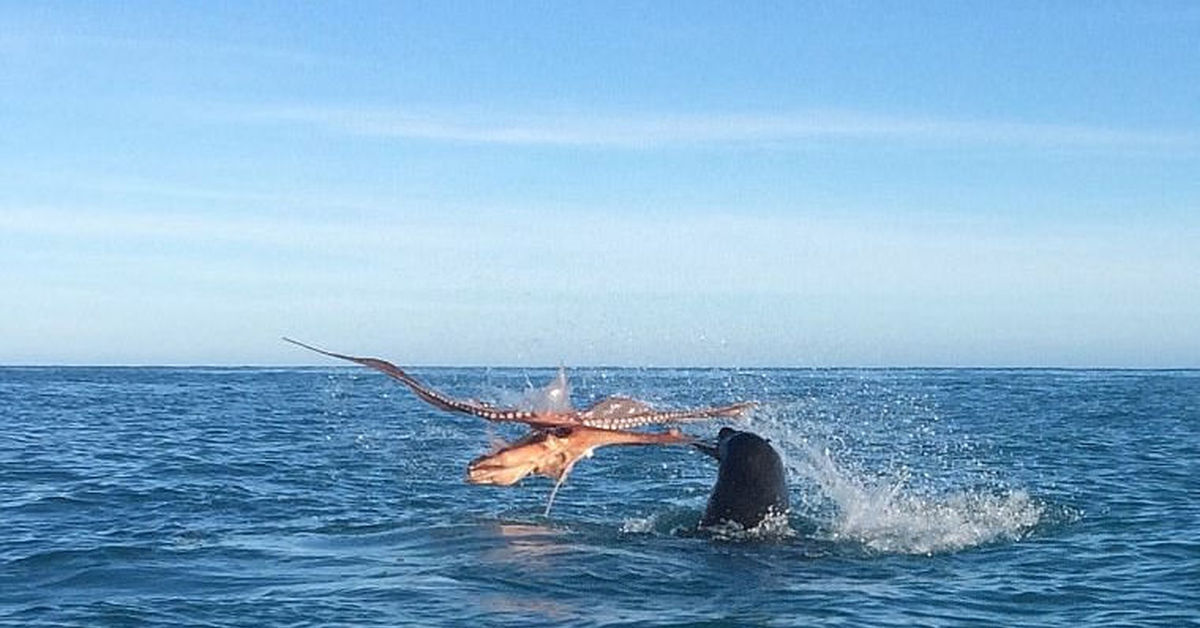 Дуэль 19 век. Морская дуэль. Морская дуэль вов. Морская дуэль. Дарданелльская операция антанта.