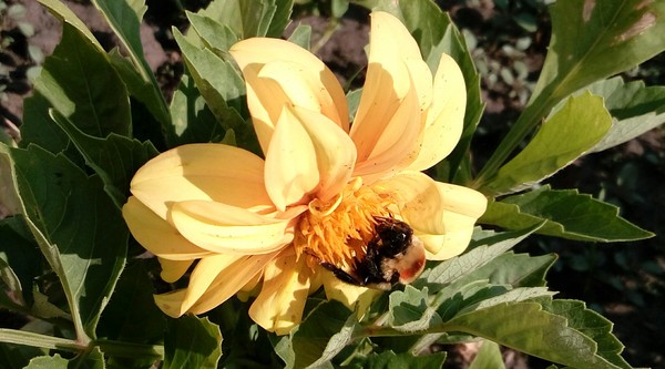 bumblebees - My, Question, Bumblebee