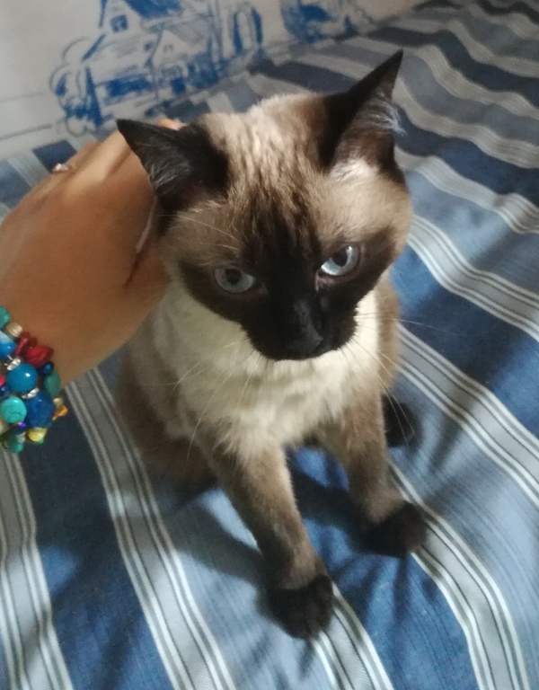 Котейку в ленту и бонус