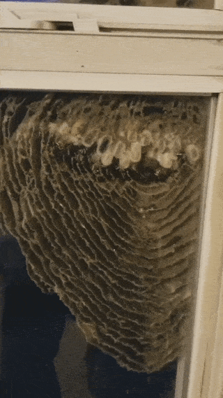 Continuation of the hive on the window - Longpost, Hornet, GIF, Nest