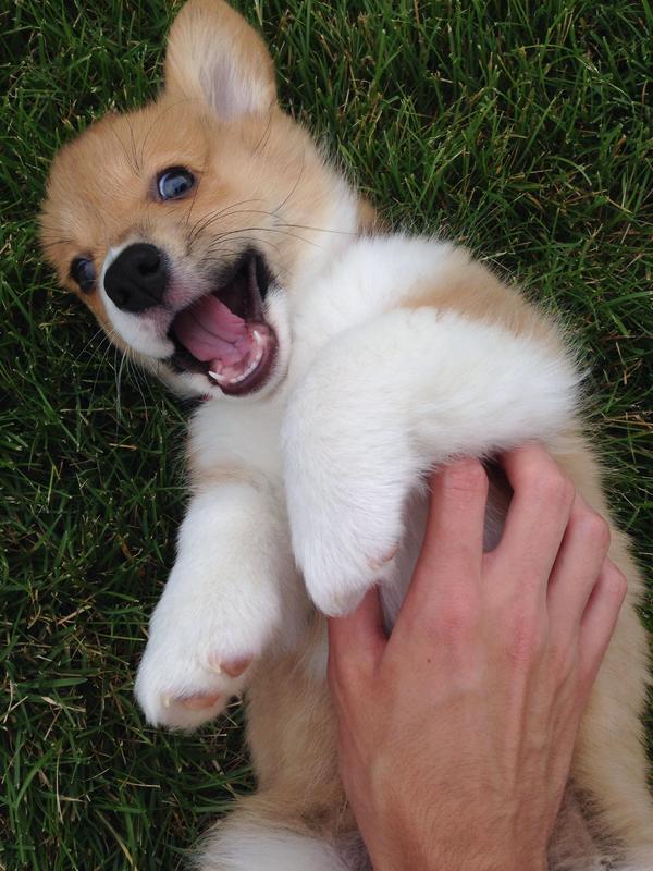 A breed that I think is funny in every situation - Dog, Corgi, Puppies, Belly