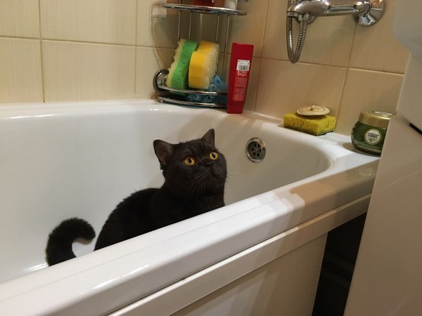 when the water was turned off - My, cat, Water, Bath, Humor, Pet, 