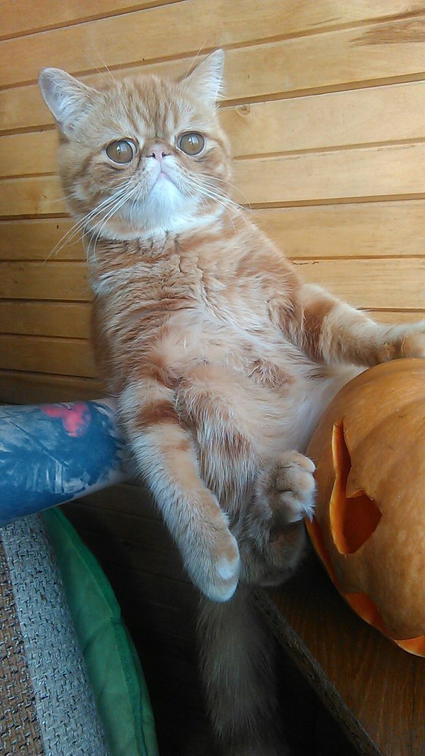 Halloween Cat - Halloween, Holidays, Pumpkin, Horror, cat, Redheads, Homemade, The photo