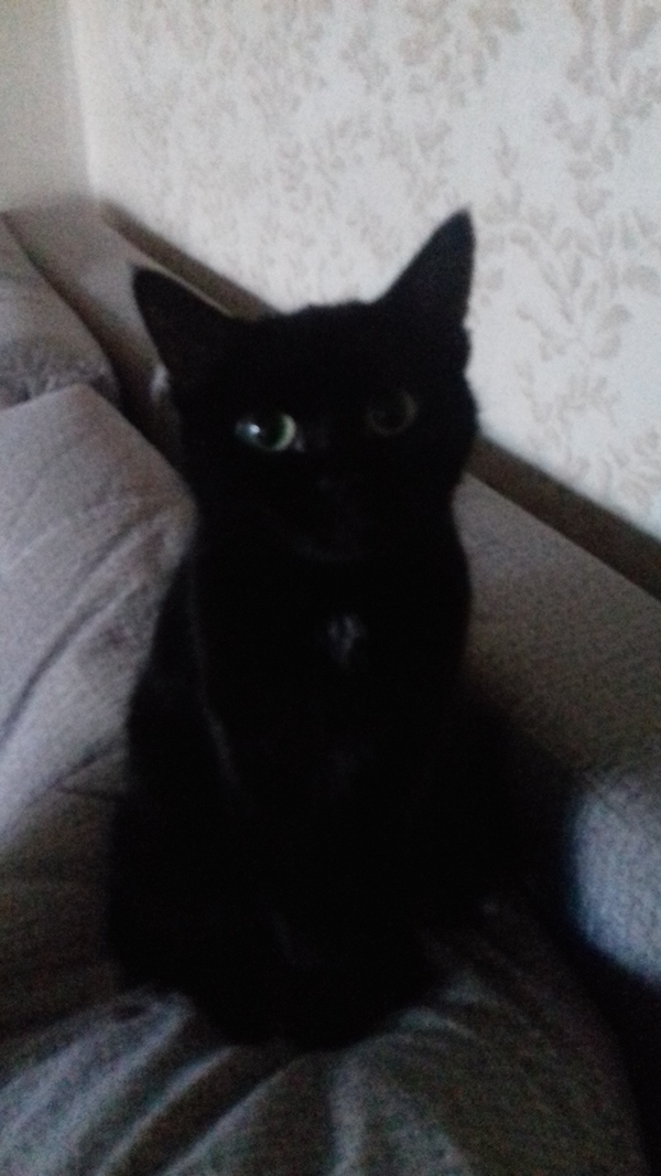 Просто кот.