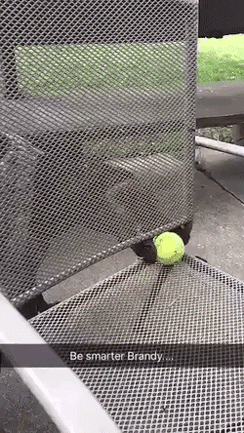 Not looking for easy ways - Dog, Ball, GIF
