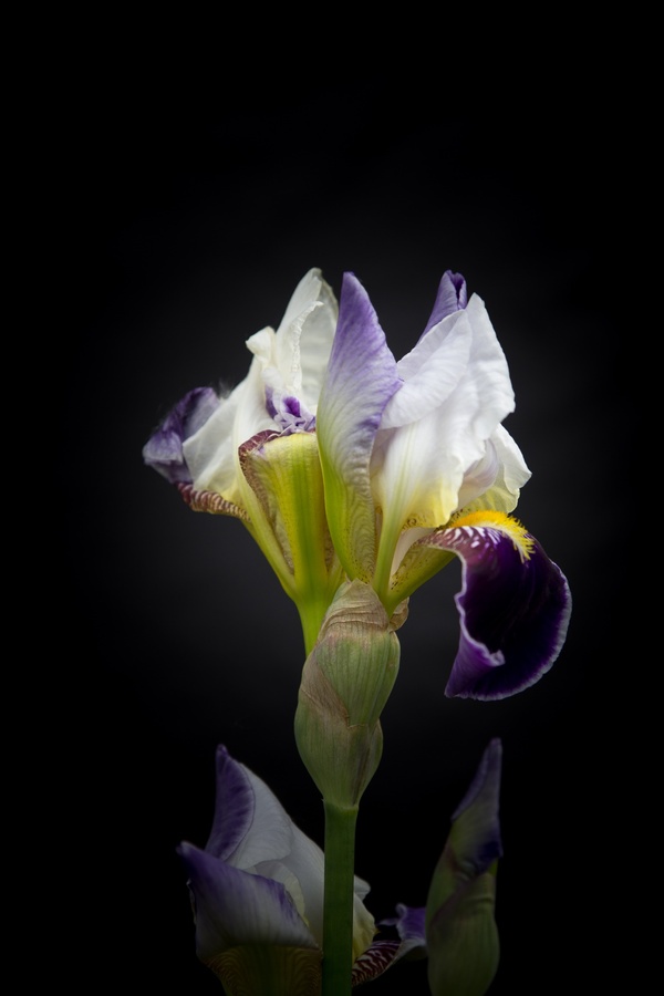 Photo hunting for flowers - My, The photo, Flowers, Macro, Irises, Macro photography