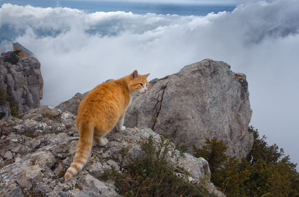 Inhabitant of Ai-Petri. - The photo, Landscape, Crimea, Animals, cat