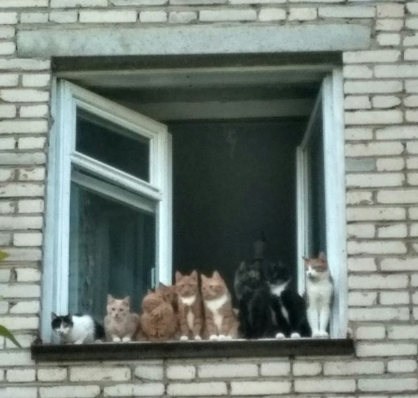 There are never too many cats - My, Not mine, Cats and kittens, Photo on sneaker, Neighbours, cat, The photo, Animals