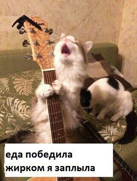 Котоборона - Юмор, Кот, Жирный котяра, Длиннопост