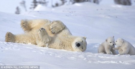 Белые медвежата резвятся с мамой - Милота, Белый медведь, Животные, Фотография, Длиннопост