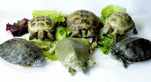 Say a word about turtles! - Turtle, Reptiles, Animals, , Longpost, Exotarium