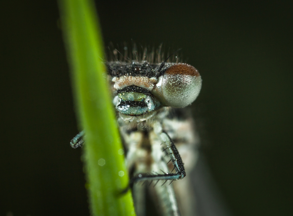 Macro hunting №114 - My, Macro, Dragonfly, Butterfly, Flowers, Arachnida, Macrohunt, Longpost, Macro photography