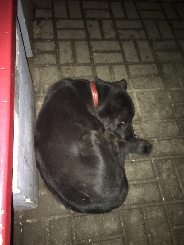 Lost/forgotten dog at Belorussky railway station - Dog, A loss, Help, Moscow, Railway station, Found a dog