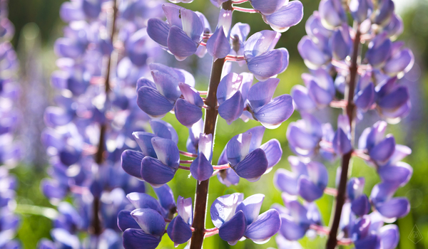 Bought a camera and take pictures - My, Nikon d5200, 18-55 kit, I want criticism, Spring, Nature, Landscape, Lupine