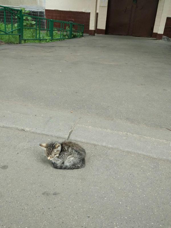 Looking for a home for a cat - , cat, Moscow, Help, In good hands, I'll give it to good hands