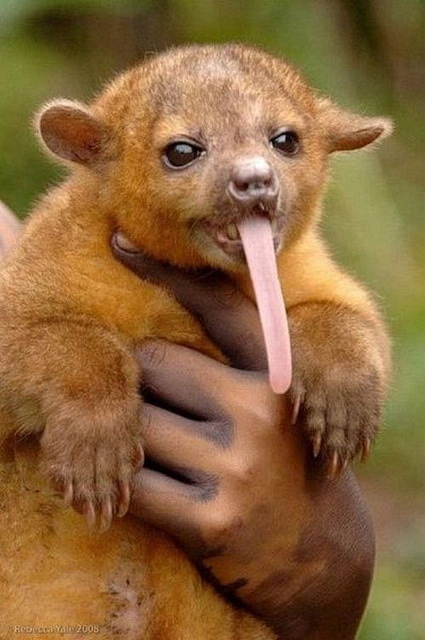 kinkajou - Potto, Animals, Language, Longpost