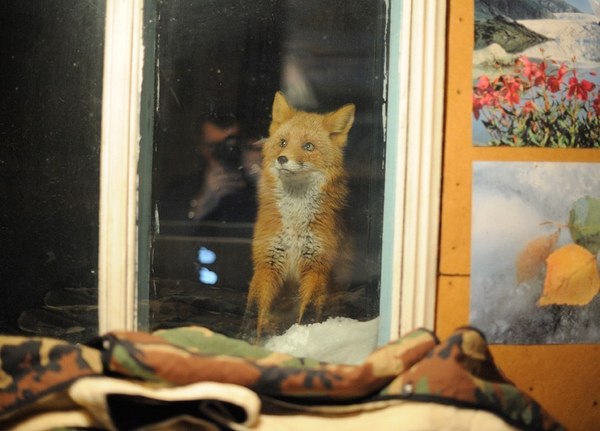 Hello though ^.^ - Fox, Milota, Animals, Window, Suddenly