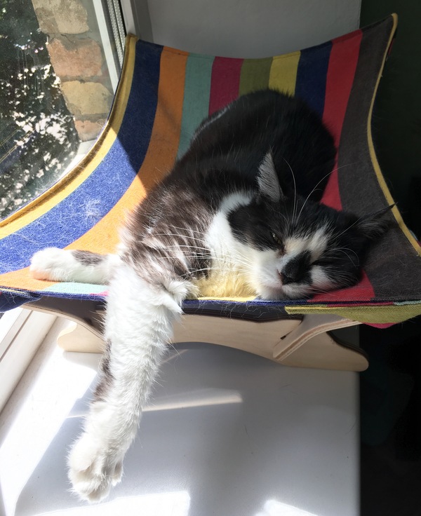 Who to work, and who to sleep until lunch - cat, Milota, My, Woolen, Hammock