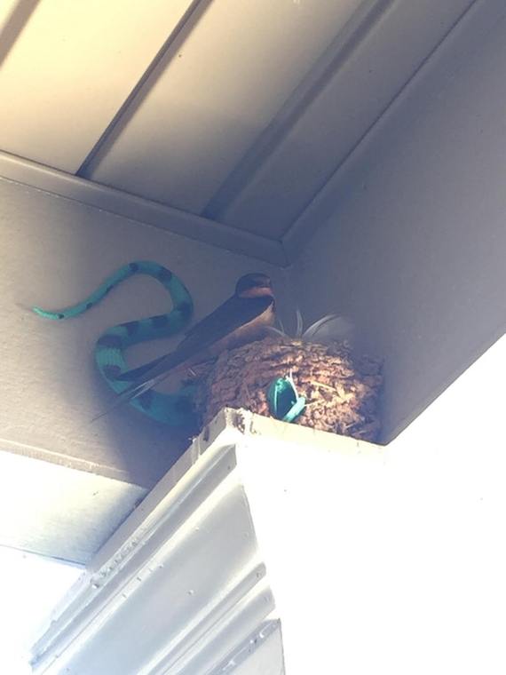 A bird built a nest around an artificial snake - Birds, Nest, Snake, Impudence, Not mine