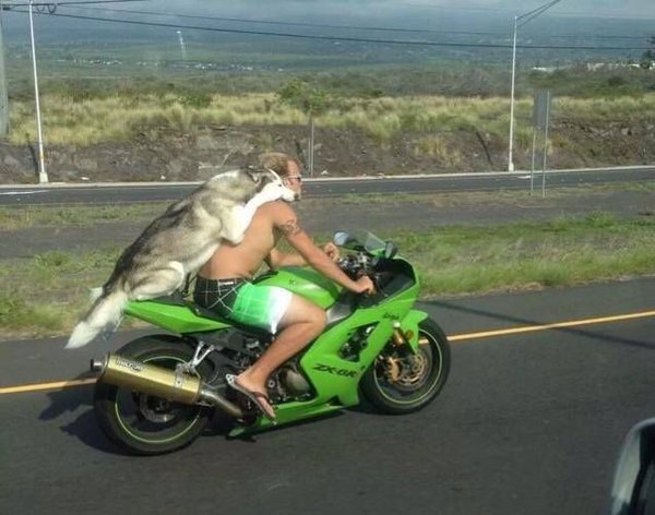 With a dog on a motorcycle - Images, The photo