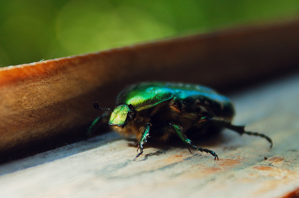 Aliens on the balcony - My, Pot-bellied trifle, Insects, Bronzovka, The photo, Canon