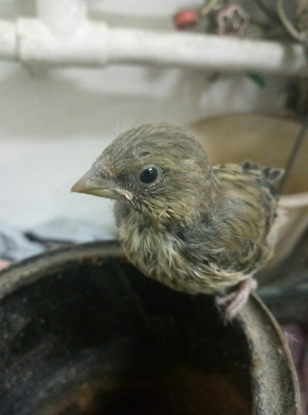 Need help with a chick! - Help, My, Helping animals, Longpost, Feeding