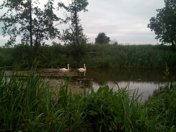 Swans and their babies Here is a couple I met on a fishing trip. - First post, Swans, Nature