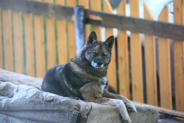 Dog on the couch - My, Dog, Animals