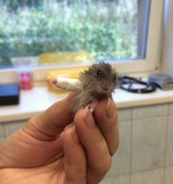 In the Veterinary Center of Petrozavodsk, doctor M. Firsova put a splint on a lame hamster - Vet, The science, Treatment, In contact with, Hamster