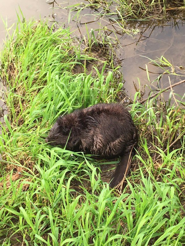 Once upon a fishing trip... - Beavers, Fishing