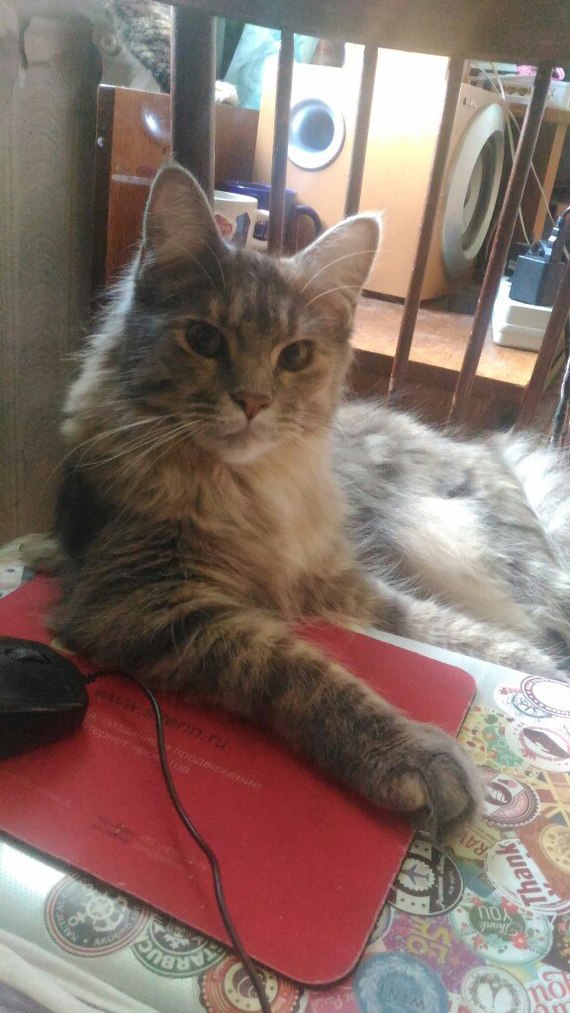 Доброго утречка! Когда ты соизволишь меня покормить ?