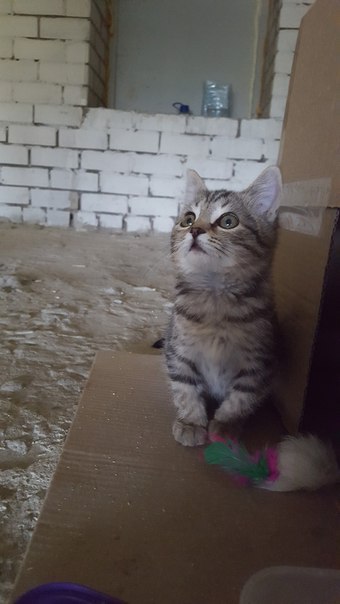 Looking for a home for a kitten. - My, Kursk, Animals, In good hands, cat, Cats and kittens, Longpost