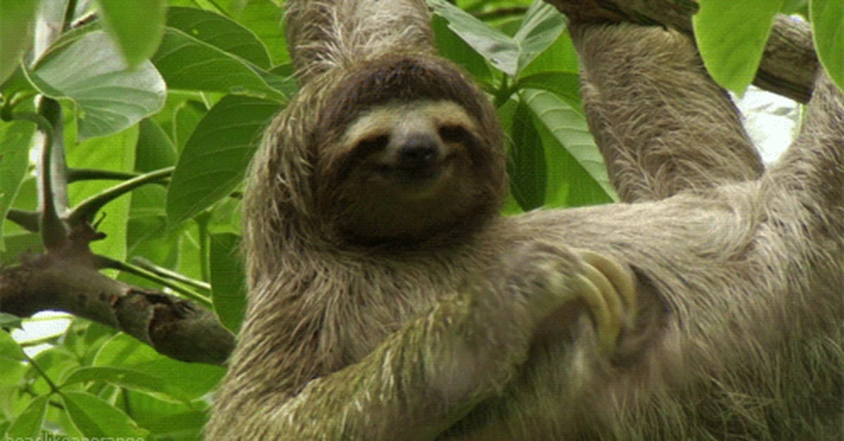 Злой ленивец. Карликовый трехпалый ленивец. Ленивец гоффмана. Говорящие ленивцы. Карликовый ленивец.