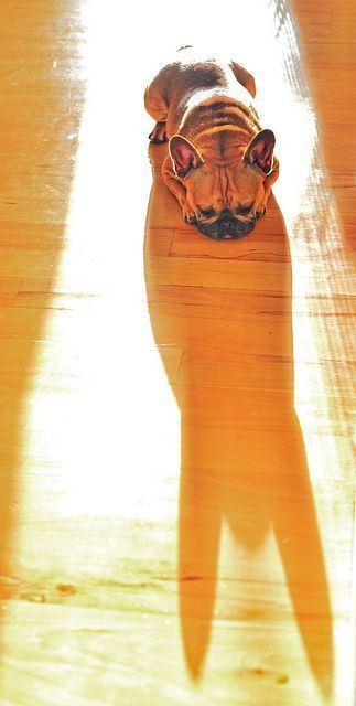 Shadow - Shadow, Bulldog, Dog, The photo