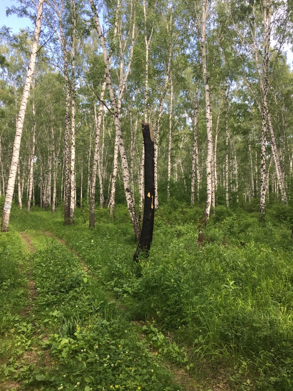 Consequences of a lightning strike - My, Bugrinskaya grove, Summer, Dalmatian, Nature, Birch, Lightning, Longpost