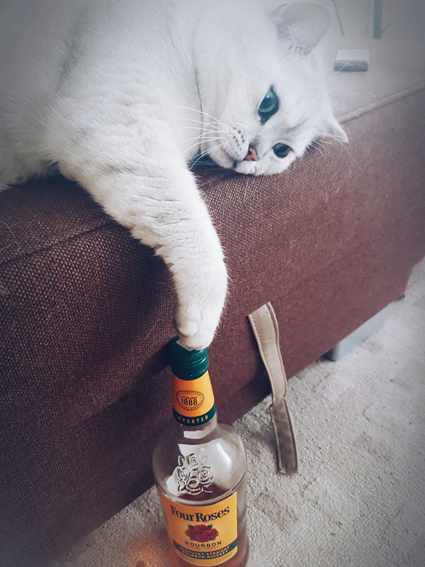 Summer sadness - My, cat, Alcohol, All ashes, 