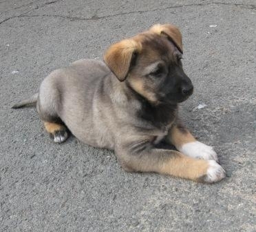Puppies.. - My, Nizhny Novgorod, Help, Dog, Puppies, Shelter, In good hands