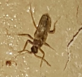 Help identify the insect - House insect, Insects