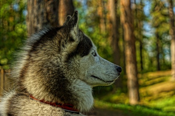 Husky - Husky, The photo