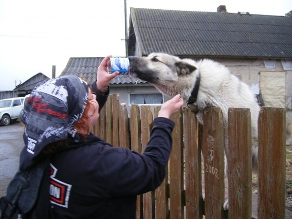 Brazen bribery - My, Condensed milk, Dog, My