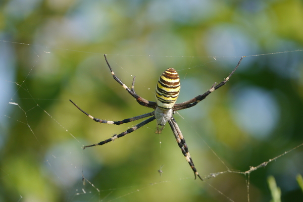 big spider - My, The photo, Volgograd, Nature, Spider, Kripota, Arachnophobia, Argiope, Longpost