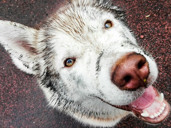 Walked with the dog - My, Walk, Siberian Husky, Husky, Piglets, Rain