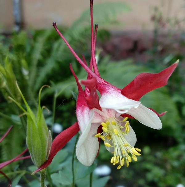 Fascinating shape - Siberia, Aquilegia